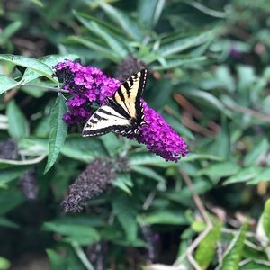 Meet your Posher, Kristi